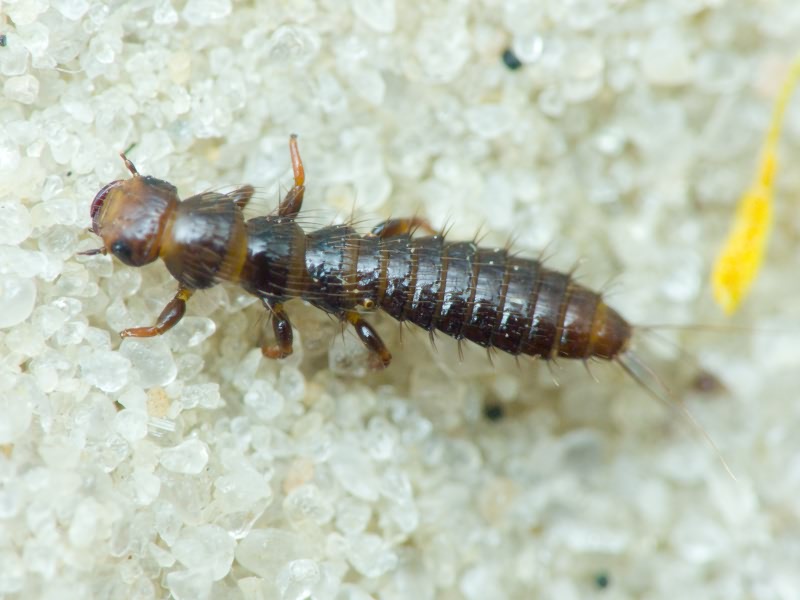 Coleoptera Linnaeus, 1758